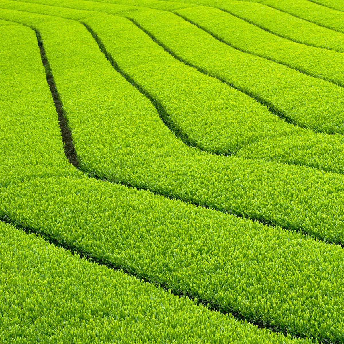 Matcha Organico Puro 800g Ceremonial Premium Te Verde Bio V